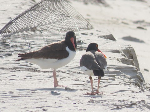 American Oystercatcher - Ruth Bergstrom