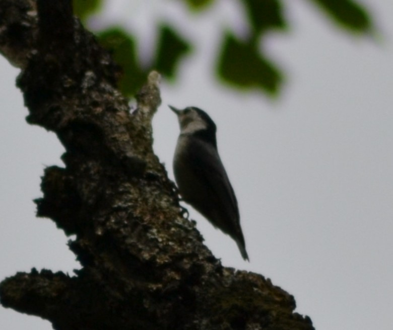 White-breasted Nuthatch - ML617420563