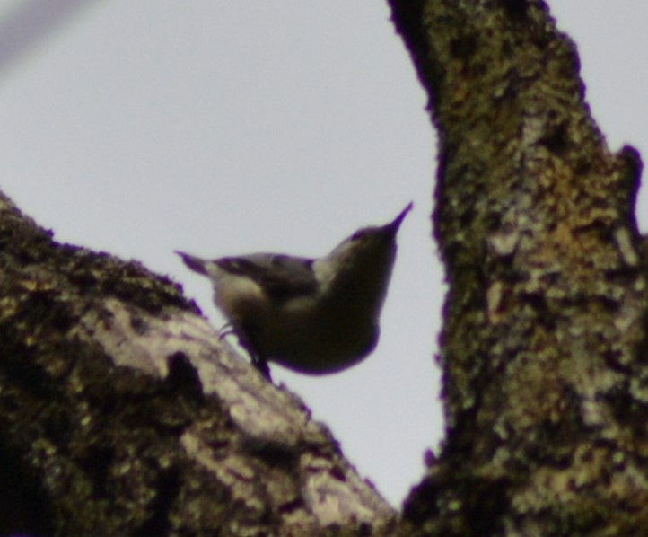 White-breasted Nuthatch - ML617420564
