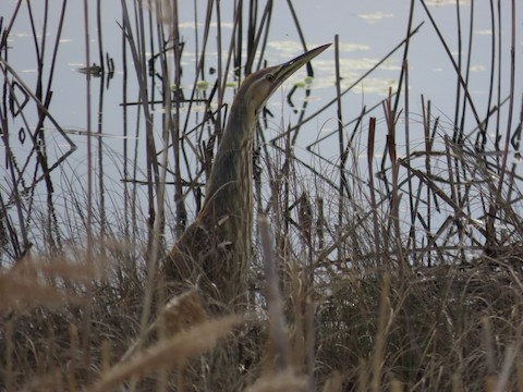 American Bittern - Ruth Bergstrom