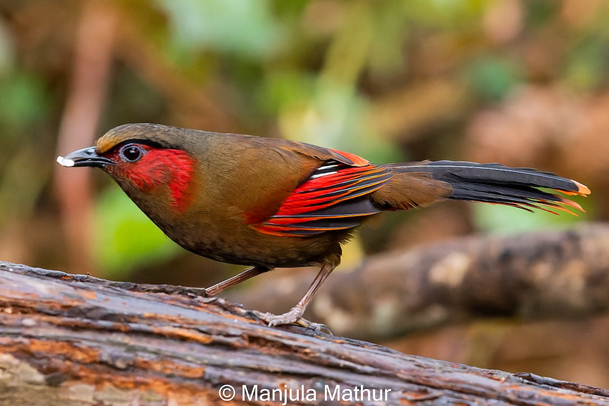 Red-faced Liocichla - ML617420573