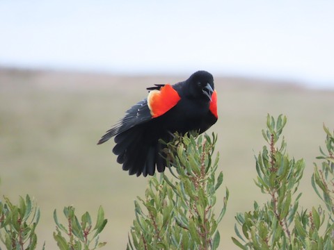Red-winged Blackbird - Ruth Bergstrom
