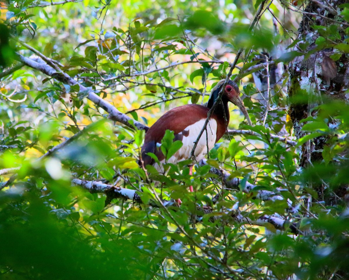 Madagascar Ibis - Yannick FRANCOIS