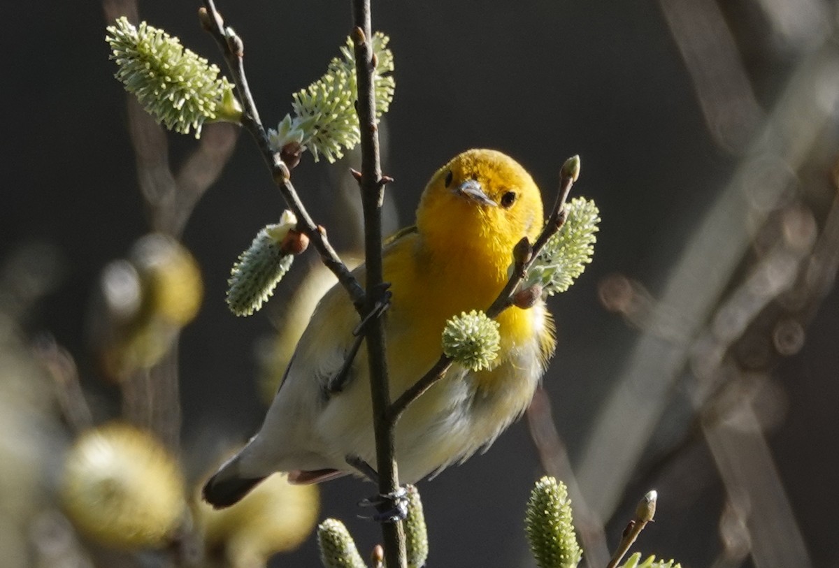 Prothonotary Warbler - ML617420728
