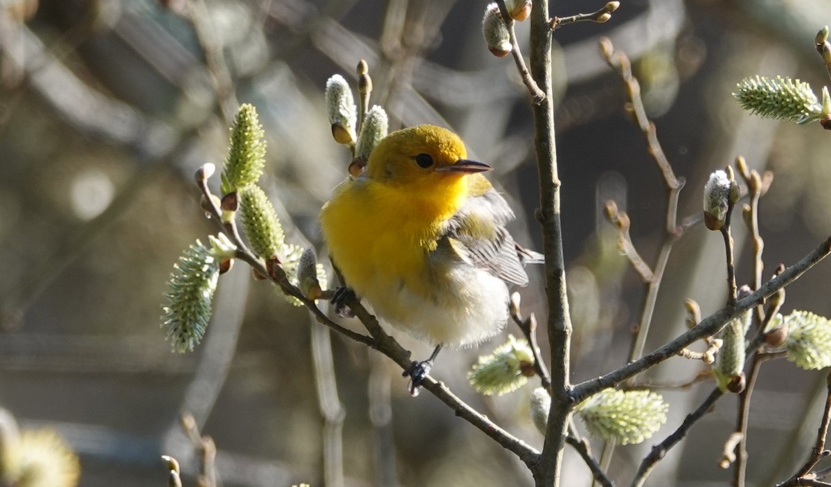 Prothonotary Warbler - ML617420729