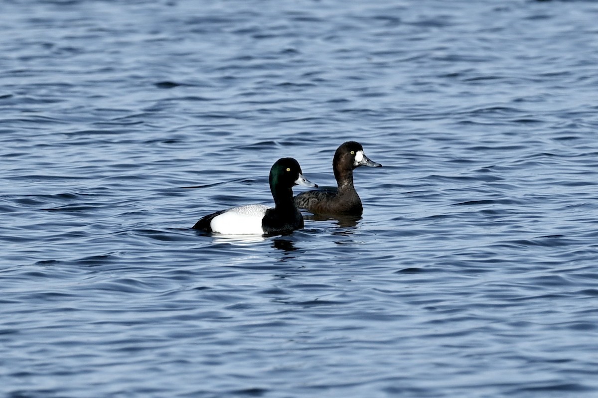Greater Scaup - ML617420735