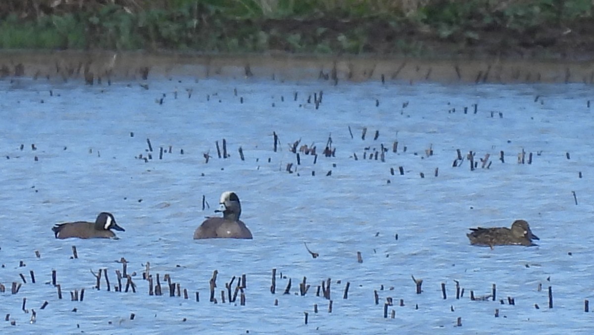 Blue-winged Teal - ML617420737