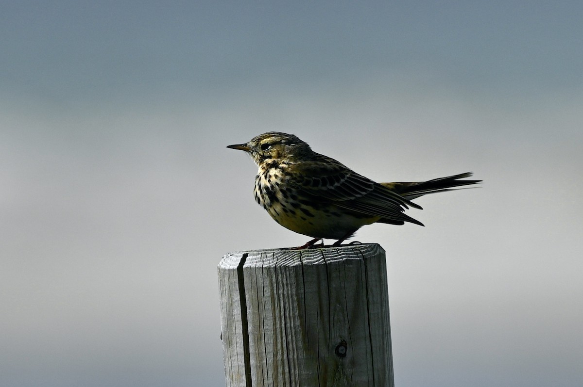 Meadow Pipit - ML617420744