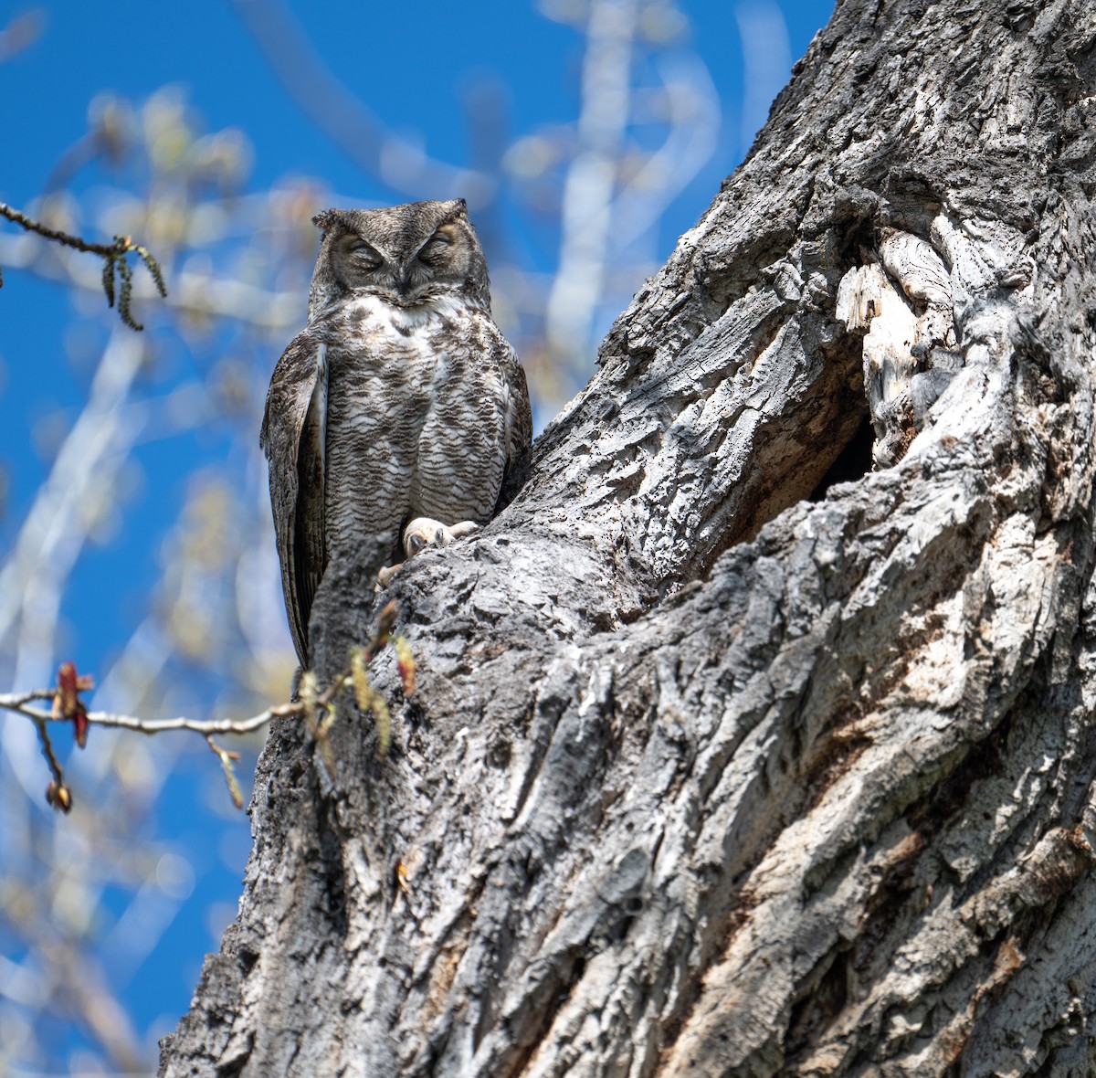 Great Horned Owl - Terry Rich