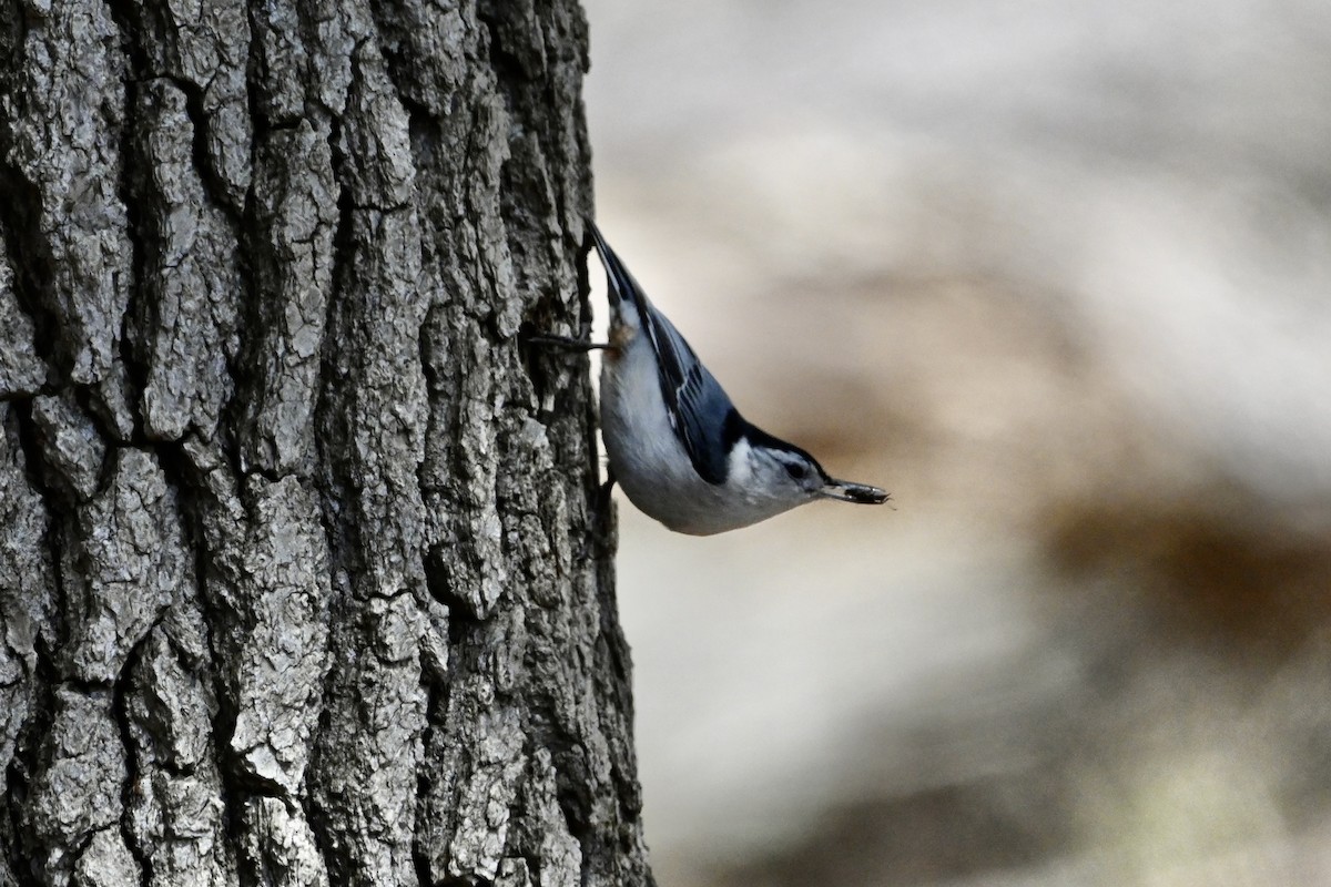 White-breasted Nuthatch - ML617420852