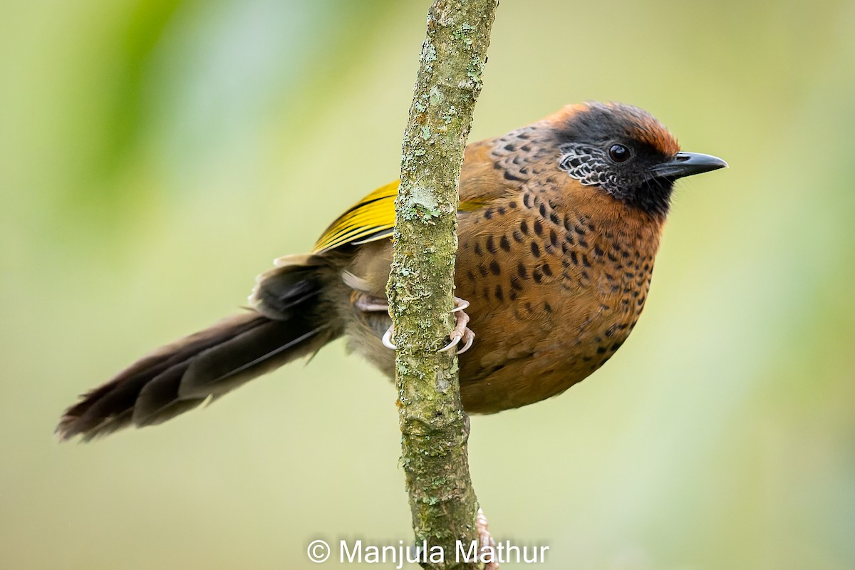 Chestnut-crowned Laughingthrush - ML617421089