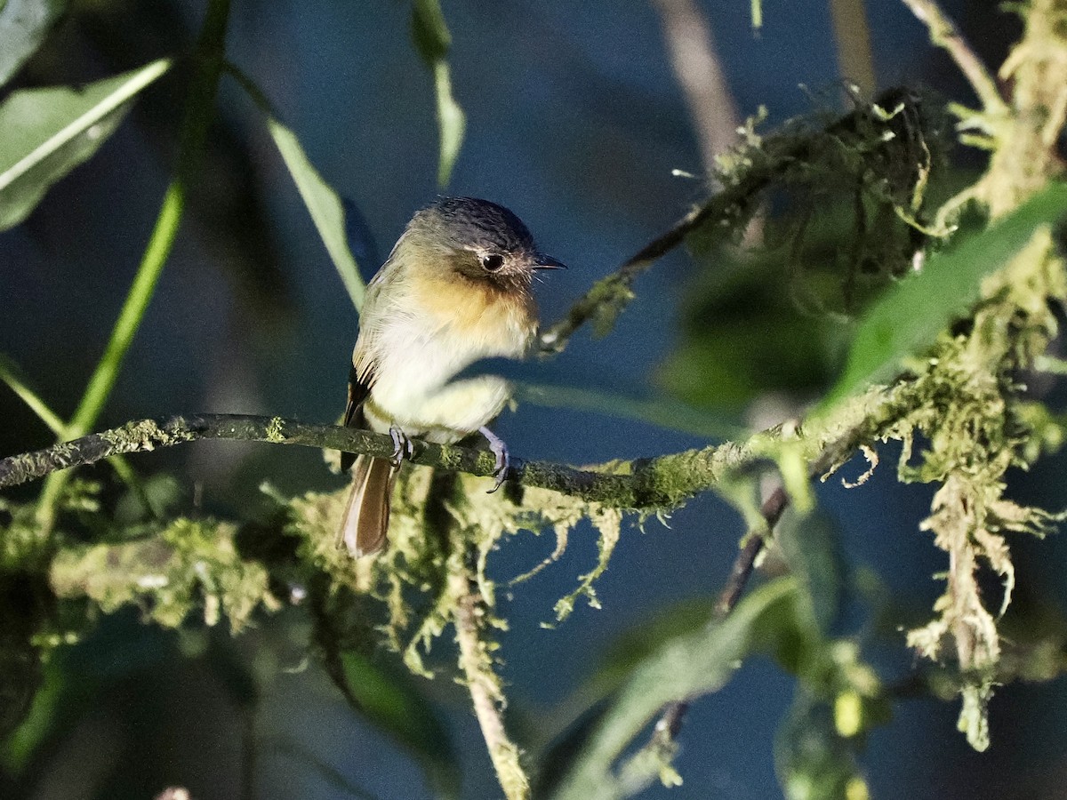 Rufous-breasted Flycatcher - ML617421109