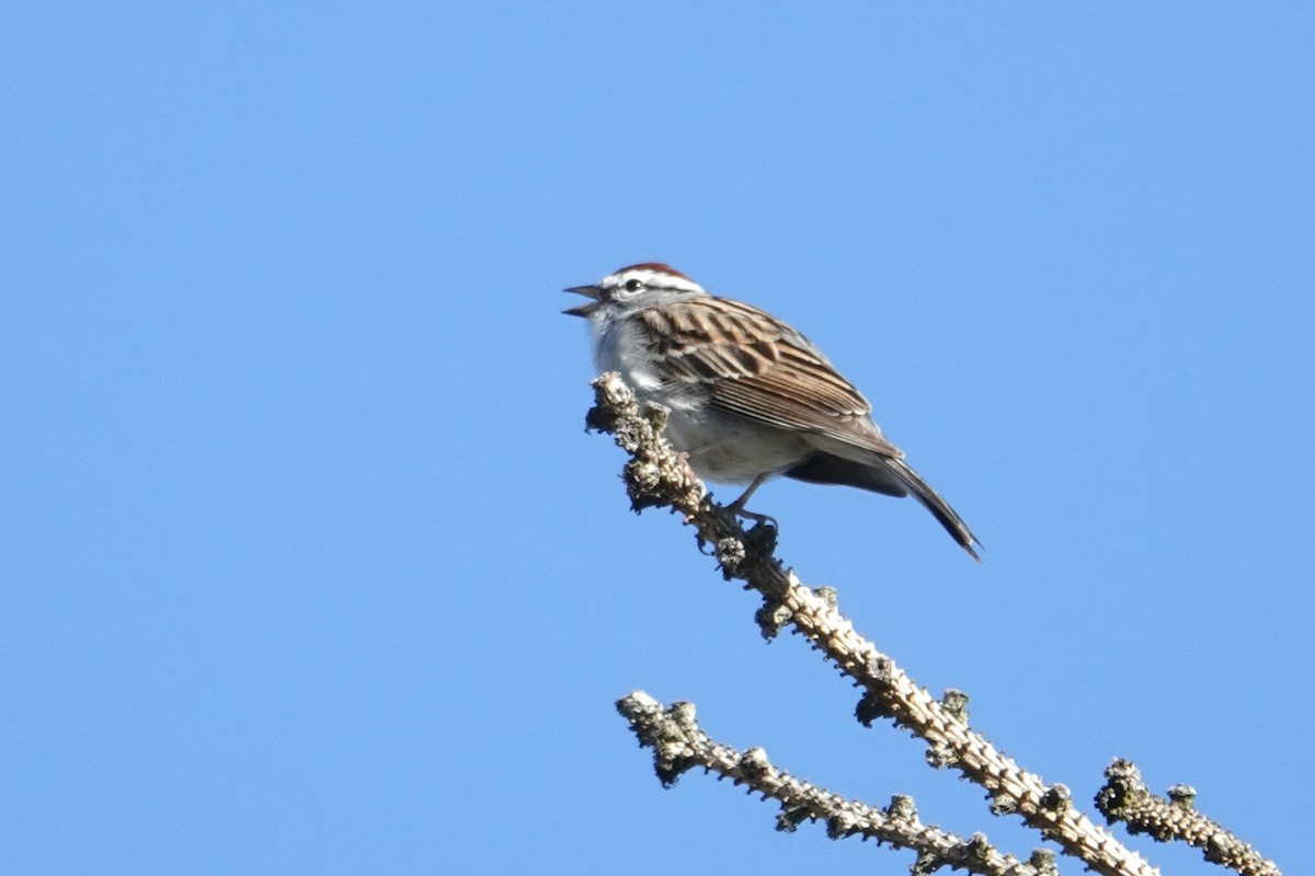 Chipping Sparrow - ML617421127