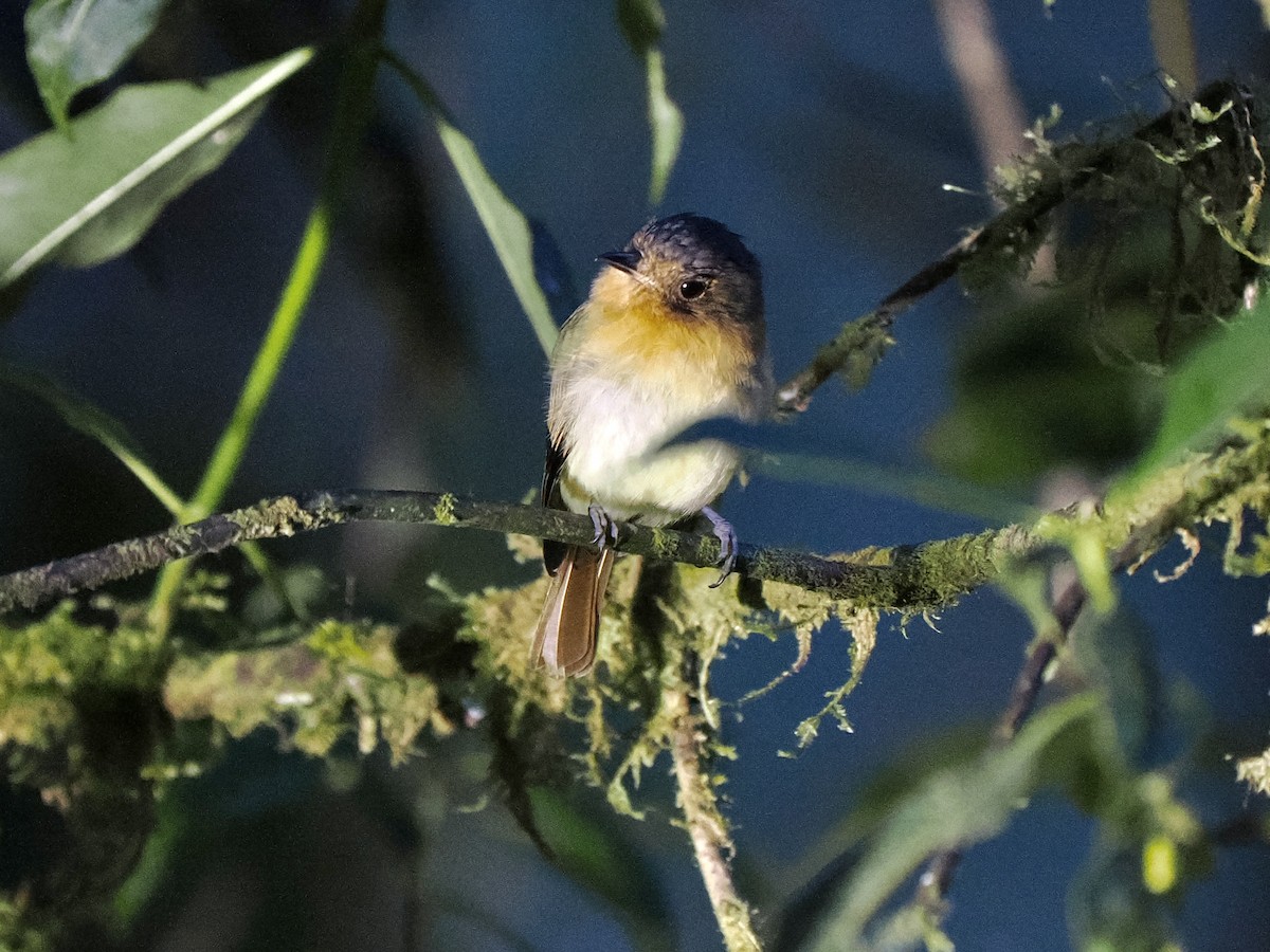 Rufous-breasted Flycatcher - ML617421131