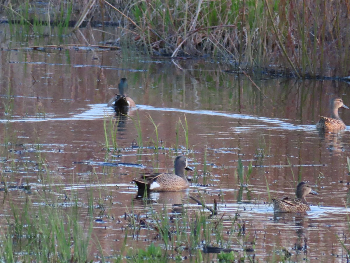 Blue-winged Teal - David and  Dorothy