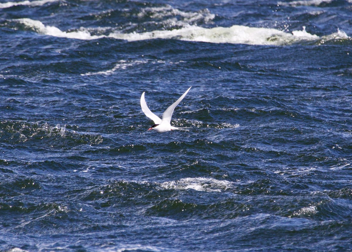 Arctic Tern - ML617421161