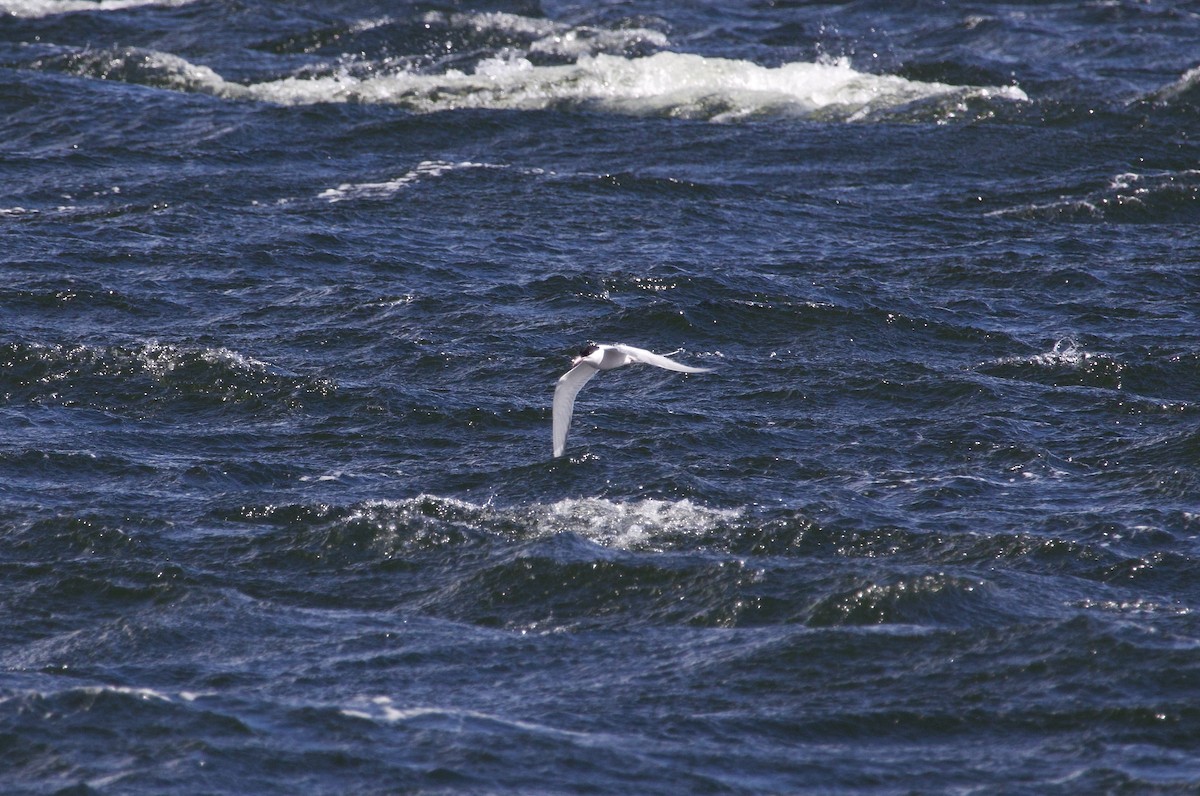 Arctic Tern - ML617421162