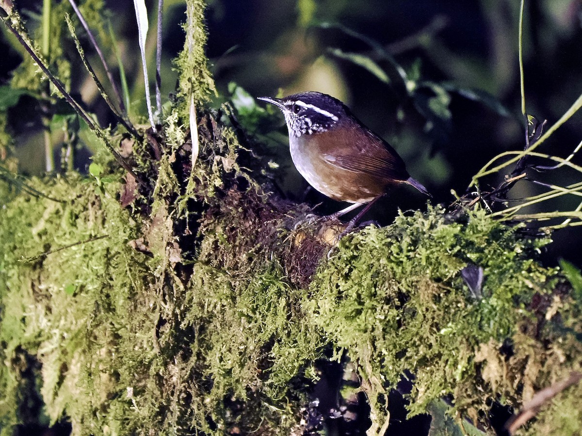 Gray-breasted Wood-Wren (Andean) - ML617421185
