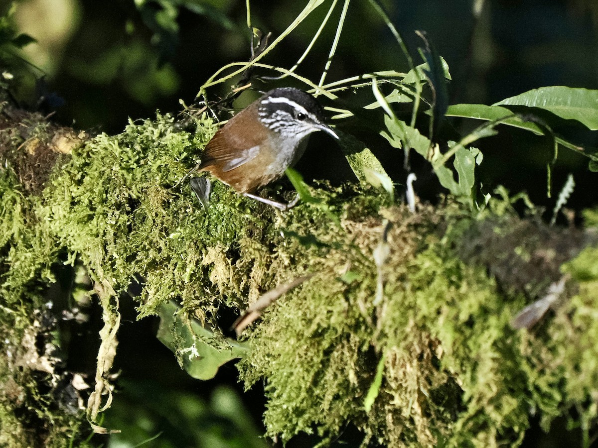 Gray-breasted Wood-Wren (Andean) - Gabriel Willow