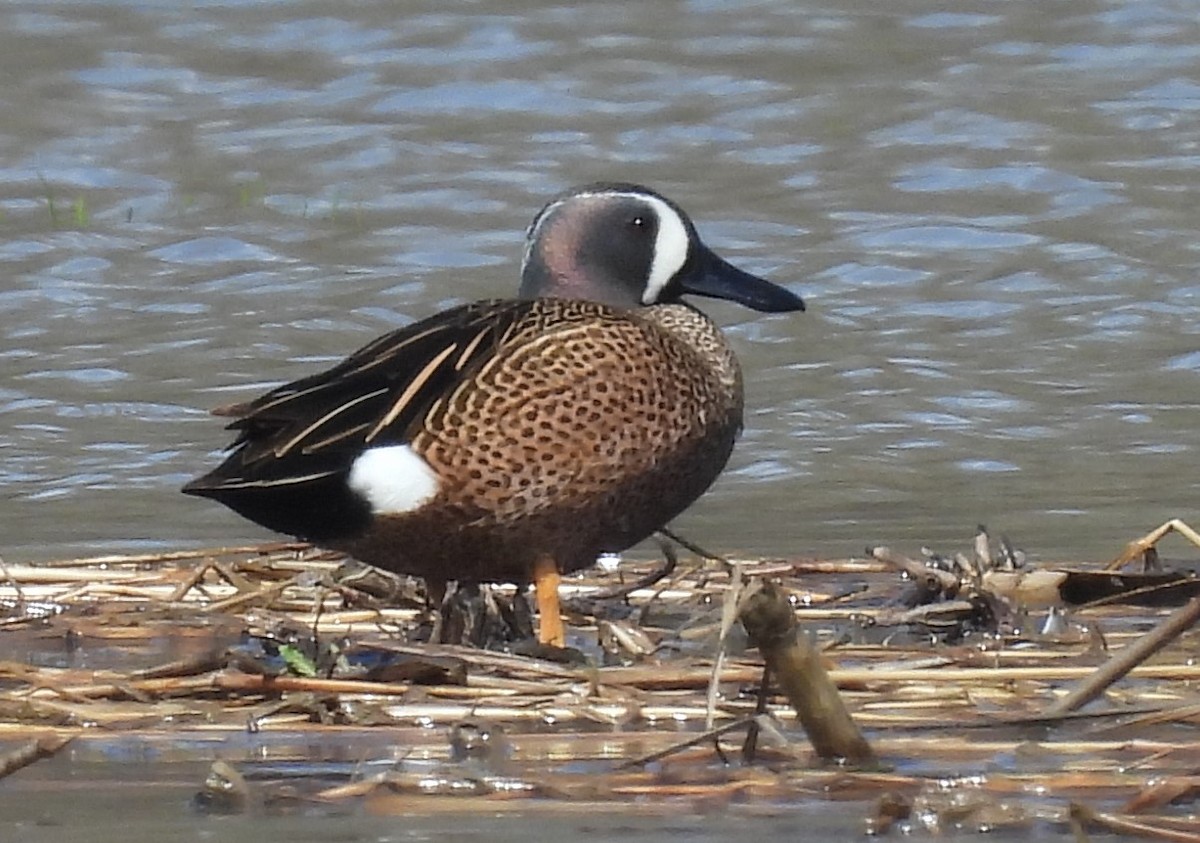 Blue-winged Teal - ML617421191