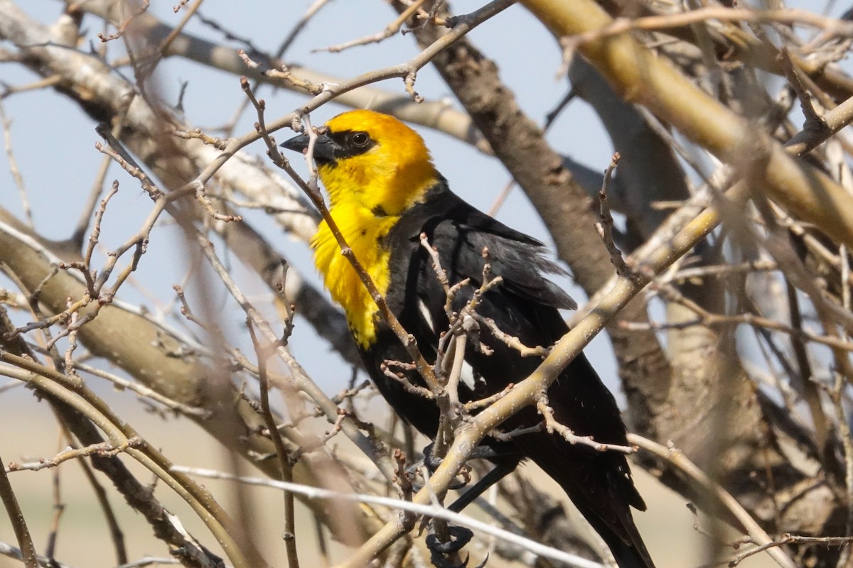 Yellow-headed Blackbird - ML617421194