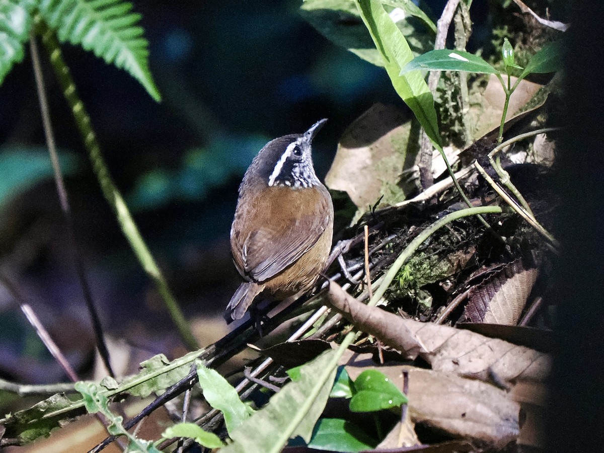 Gri Göğüslü Çıtkuşu (leucophrys/boliviana) - ML617421195