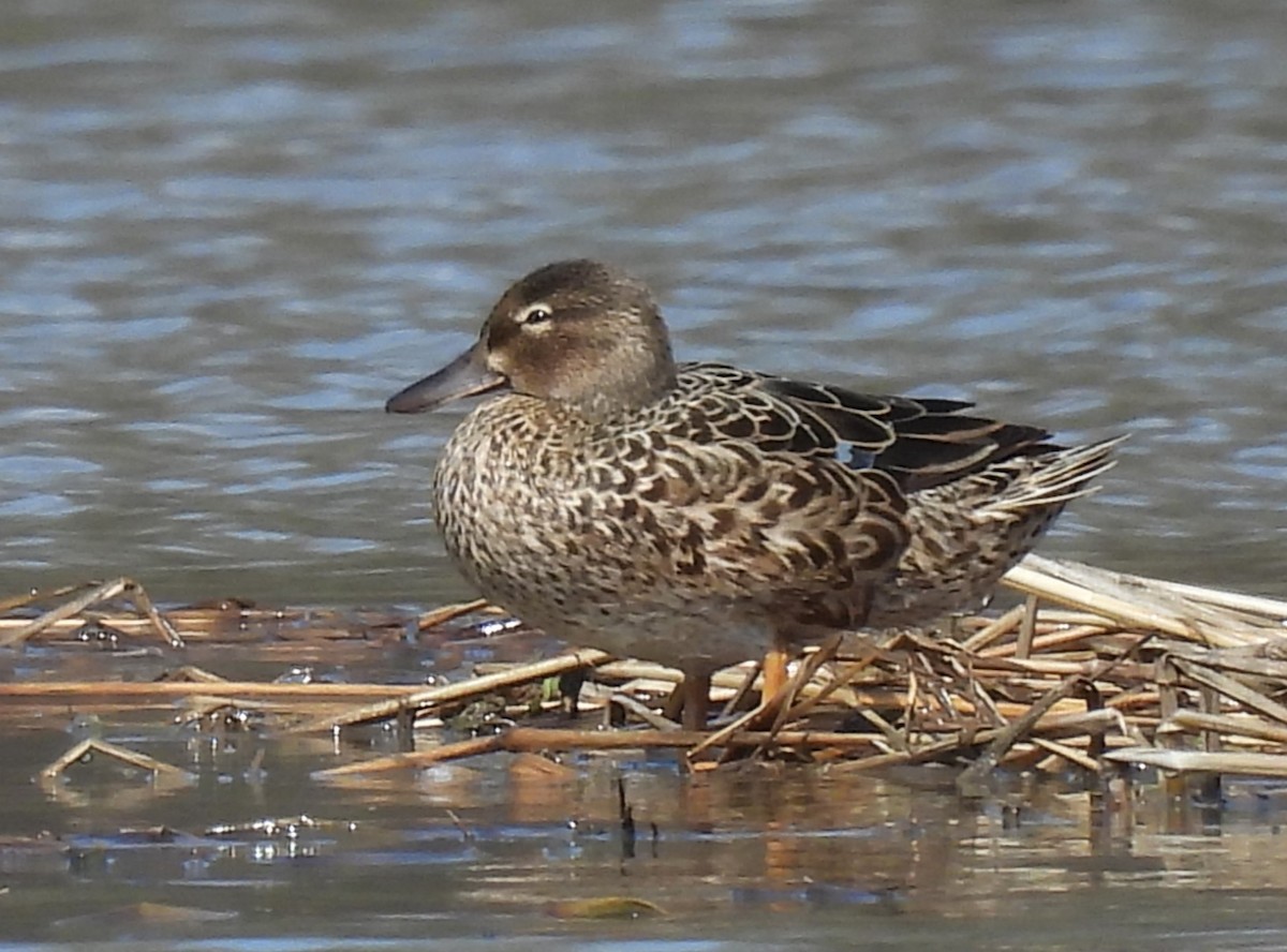 Blue-winged Teal - ML617421199