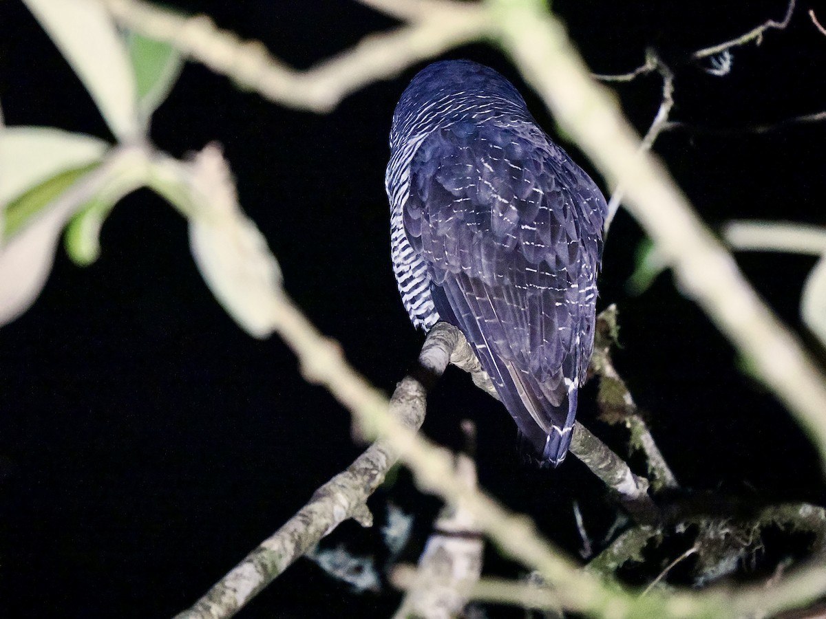 Black-banded Owl (San Isidro) - ML617421206