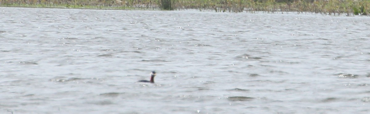 Red-necked Grebe - ML617421239