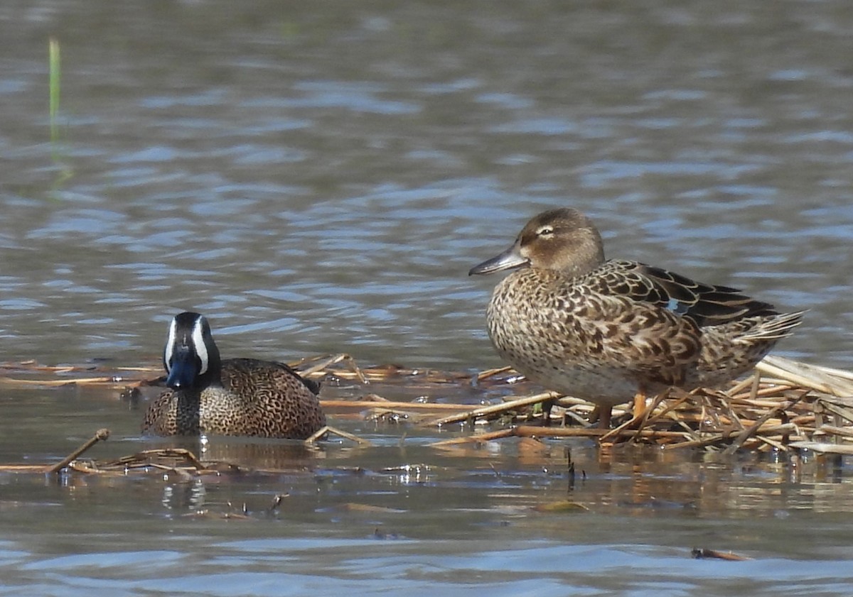 Blue-winged Teal - ML617421255