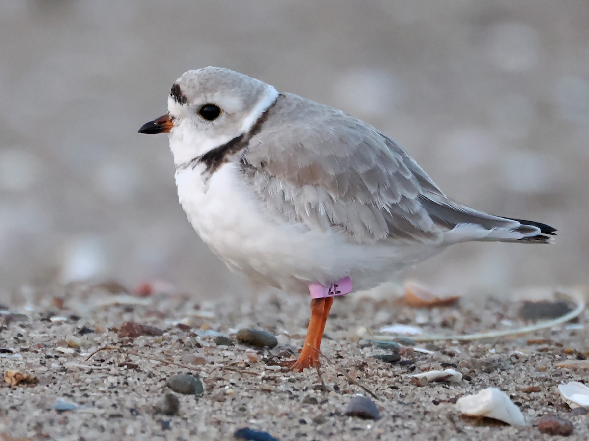 Piping Plover - ML617421256