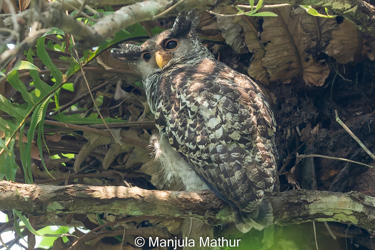 Spot-bellied Eagle-Owl - ML617421311