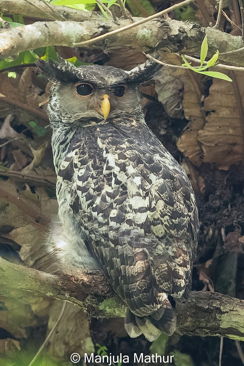 Spot-bellied Eagle-Owl - ML617421315