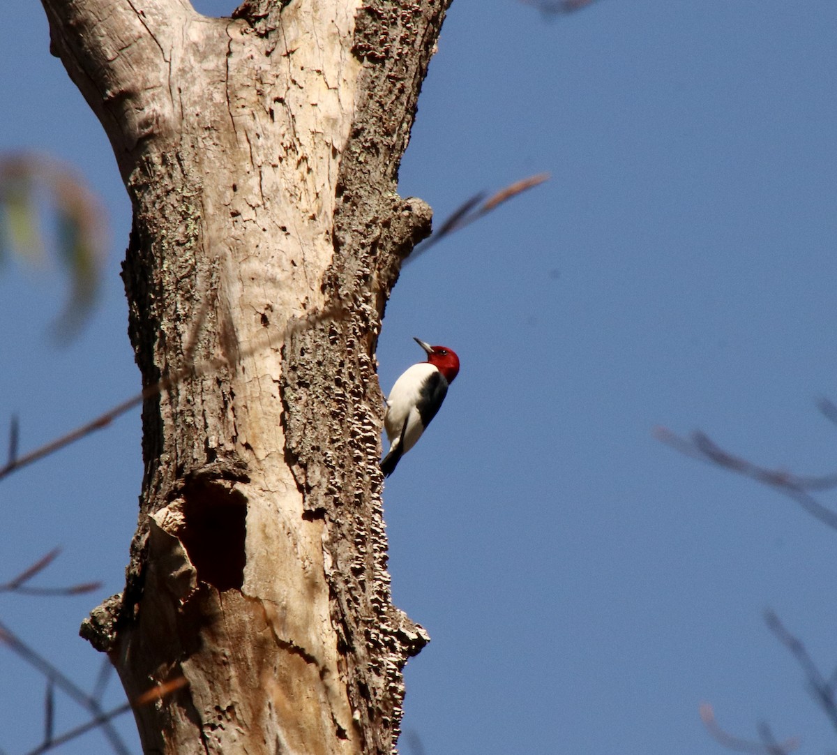 Red-headed Woodpecker - ML617421348