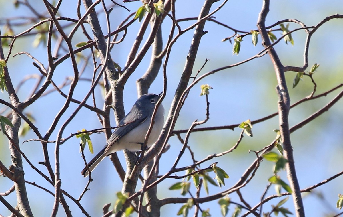 Pennsylvania Bird Atlas Checklist - 15 Apr 2024 - Leaser Lake - 21 species