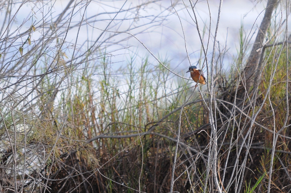 Malachite Kingfisher (Mainland) - Augusto Faustino