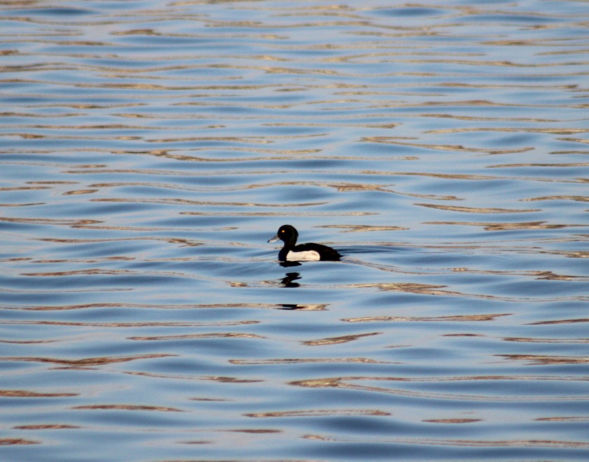 Tufted Duck - ML617421430