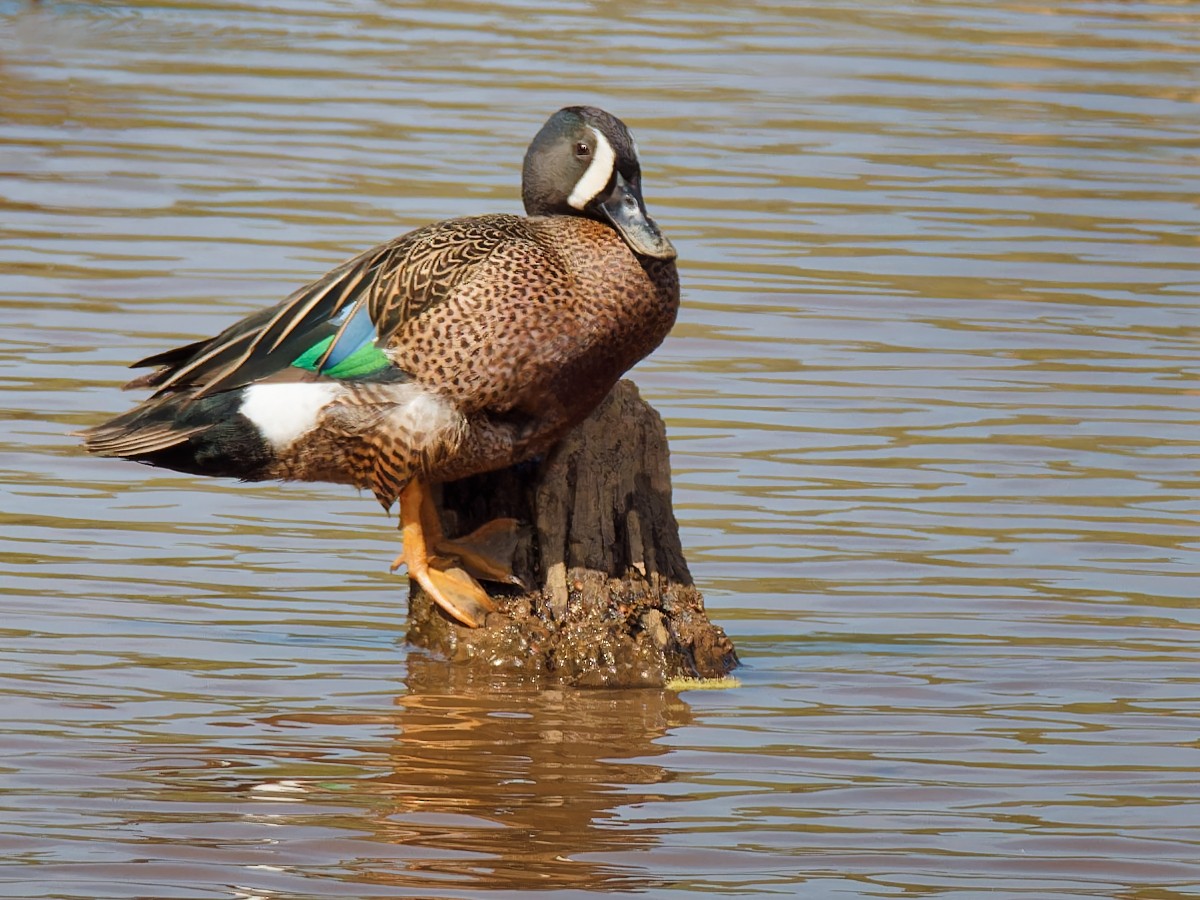 Blue-winged Teal - ML617421456