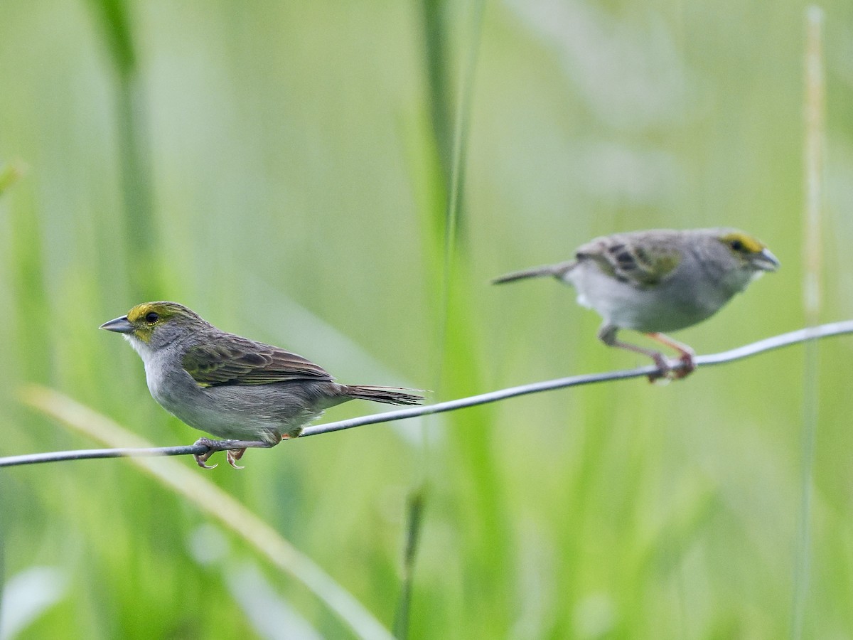 Yellow-browed Sparrow - ML617421498