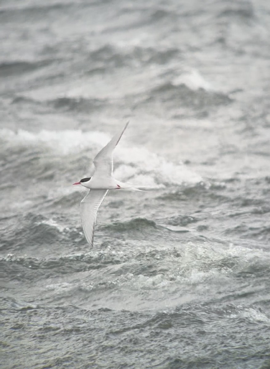Arctic Tern - ML617421508