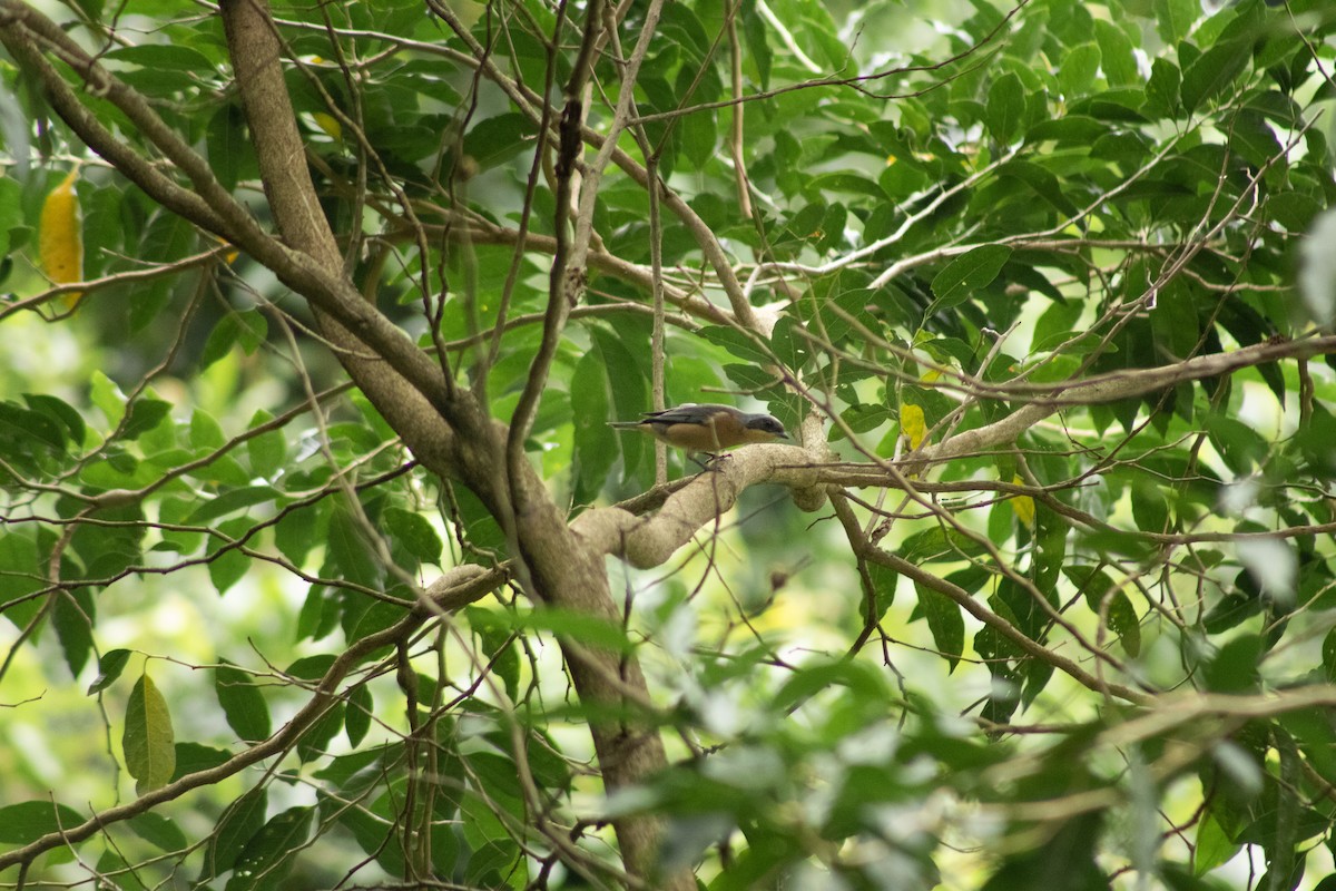 Fawn-breasted Tanager - ML617421552