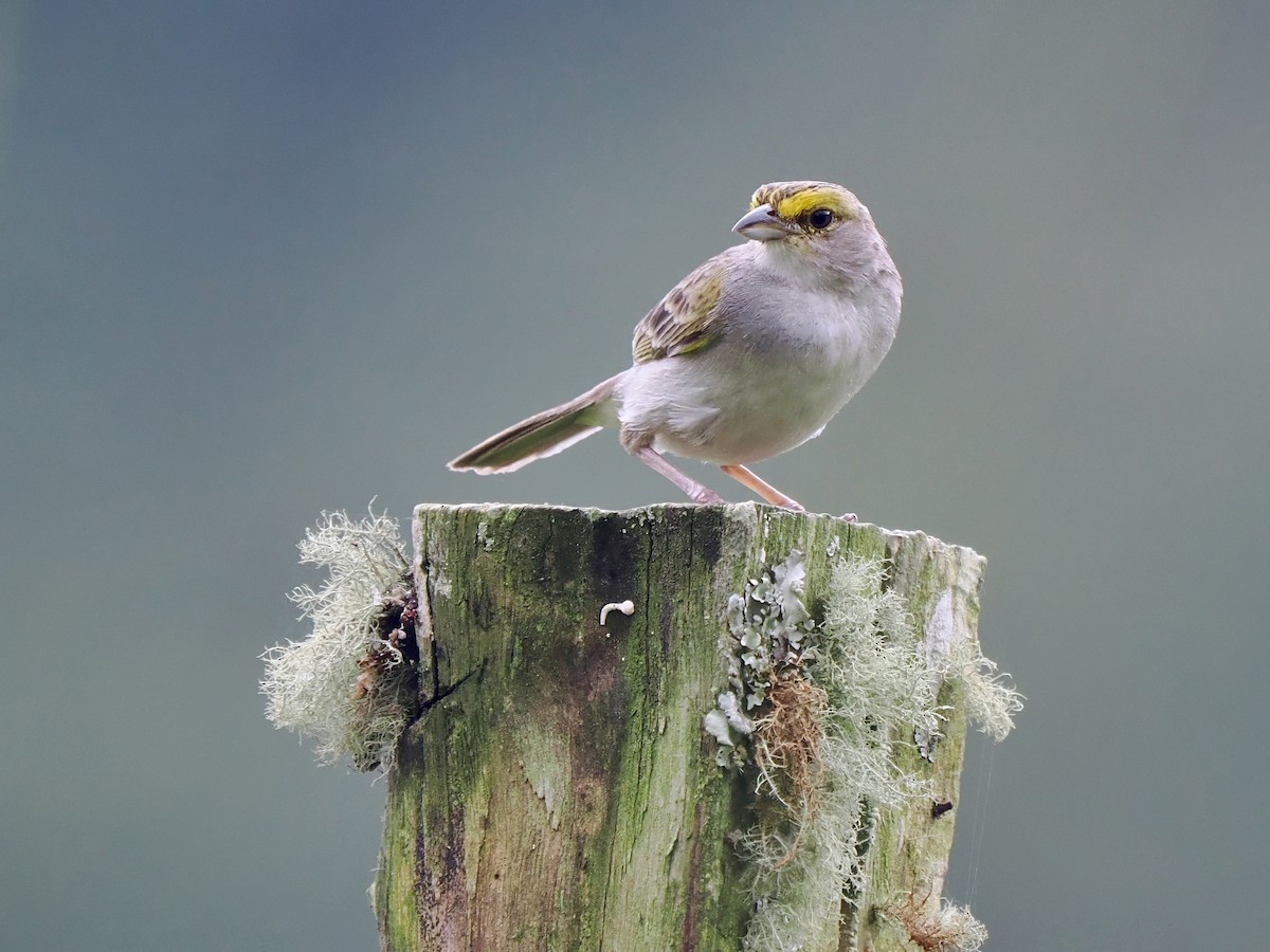 Yellow-browed Sparrow - ML617421562