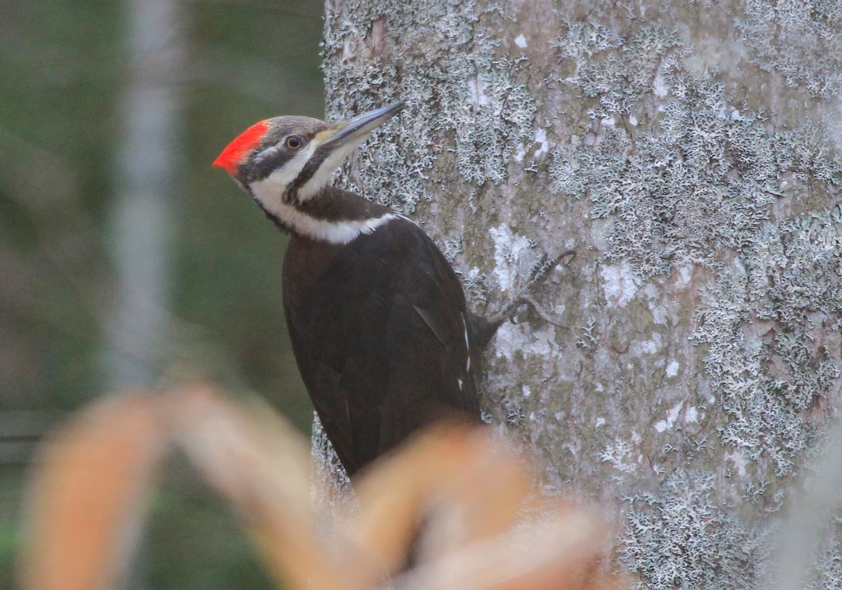 Pileated Woodpecker - Harold Forsyth