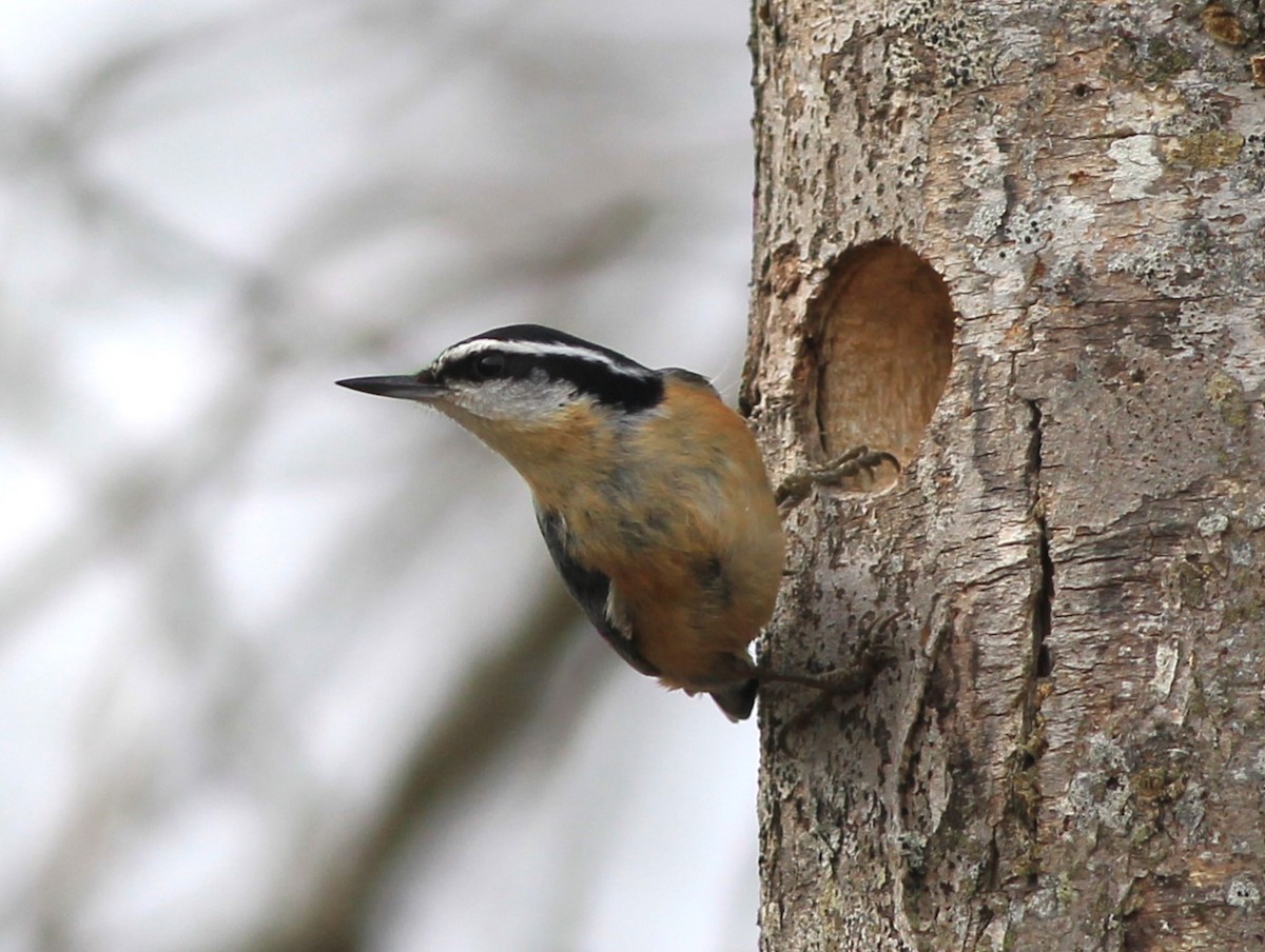 Red-breasted Nuthatch - Harold Forsyth