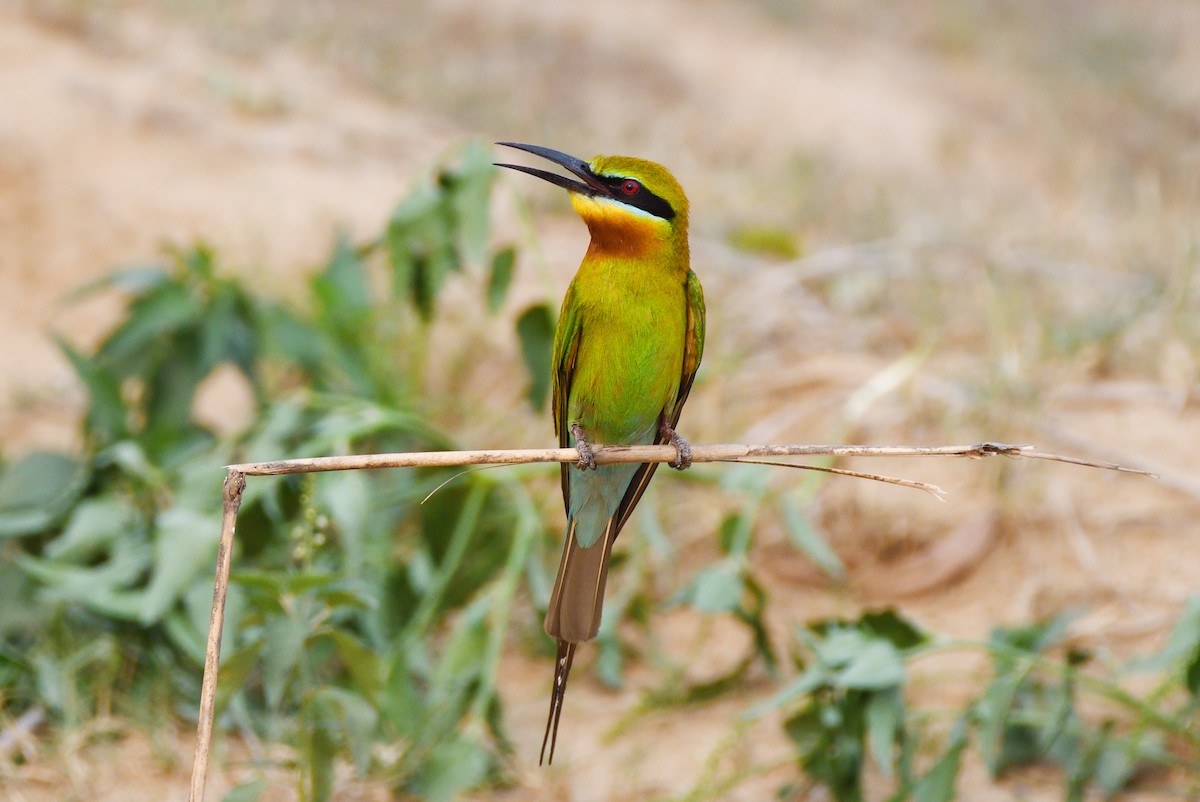 Blue-tailed Bee-eater - ML617421599