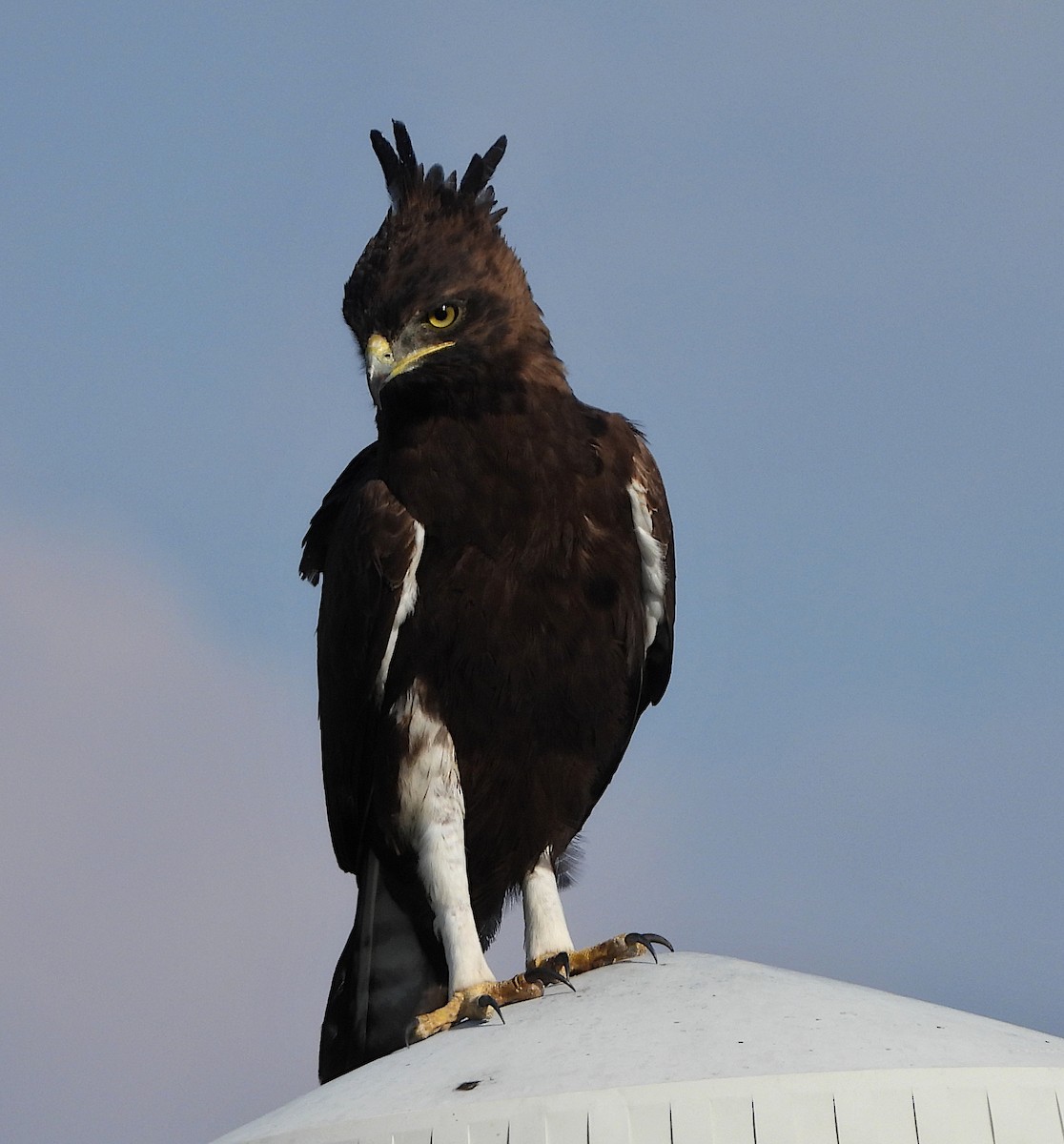 Long-crested Eagle - ML617421609
