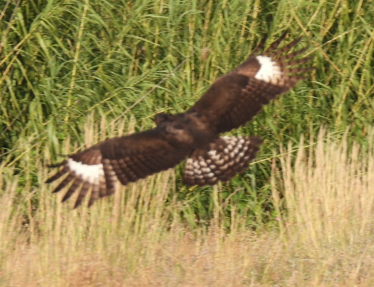 Long-crested Eagle - ML617421614
