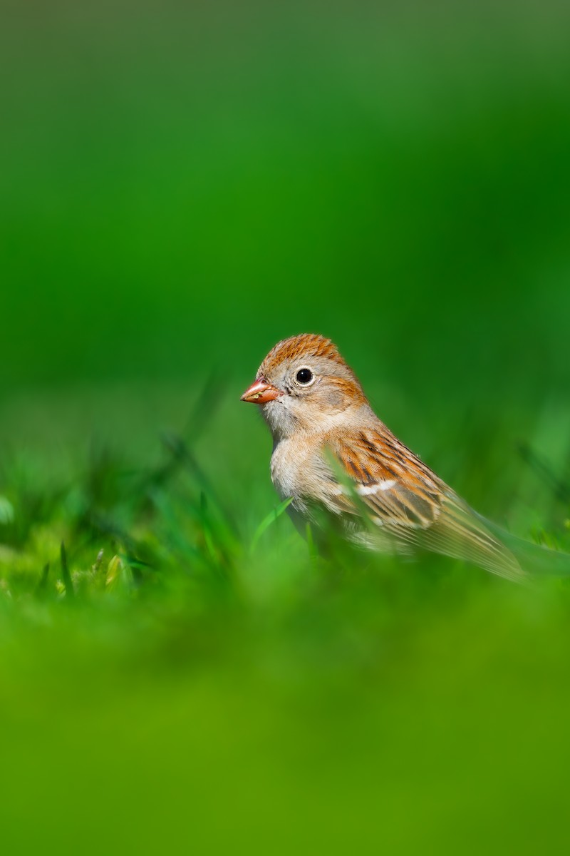 Field Sparrow - Isaac Polanski