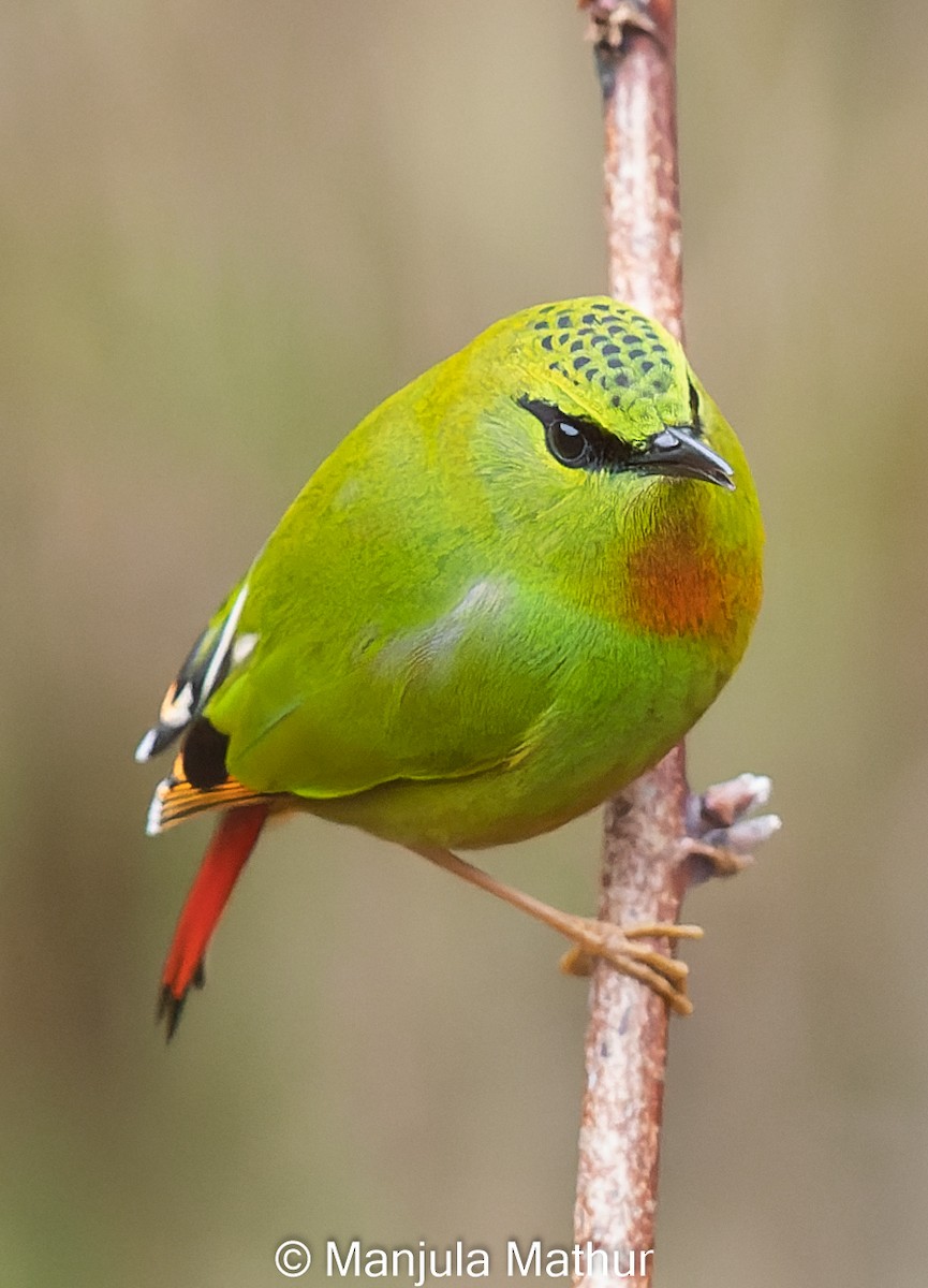Fire-tailed Myzornis - ML617421700