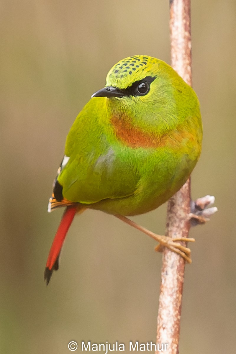 Fire-tailed Myzornis - ML617421708